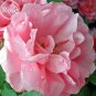 Fresh Qiao San Big Pink Turbine like Climbing Rose 50 seeds climber E3939