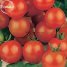 Fresh Tiny Tim Dwarf Tomato Fruits 30 Seeds a heavy yielder clusters of fine flavored