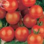 Fresh Tiny Tim Dwarf Tomato Fruits 30 Seeds a heavy yielder clusters of fine flavored