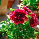 Fresh Rare Geranium Seed Crimson Flowers