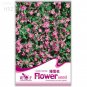 Fresh Dwarf Sharon Flowers Seeds 50 seeds flower