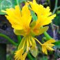 Fresh Yellow Canary Creeper Nasturtium 5 seeds bright yellow orchid like flowers
