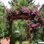 Fresh Taiwai Purple Climbing Rose Big Blooming Flowers 50 seeds light fragrant
