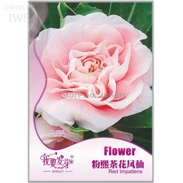 Fresh Pink Camellia Impatiens Seeds Original Pack 25 seeds high value flower seeds