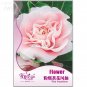 Fresh Pink Camellia Impatiens Seeds Original Pack 25 seeds high value flower seeds