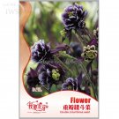 Fresh Double Columbines Aquilegia Seeds 20 seeds high value flower seeds
