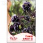 Fresh Double Columbines Aquilegia Seeds 20 seeds high value flower seeds
