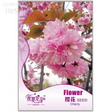 Fresh Perennial Japanese Cherry Trees Seeds Original Pack 5 seeds