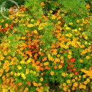 Fresh Tagetes tenuifolia Signet Marigold Gem Mixed 100 seeds herb flowers E3934