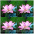 Fresh Light Pink Fragrant Nelumbo Nucifera Lotus Flower Seeds 1 Seeds Attracting Bees