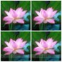 Fresh Light Pink Fragrant Nelumbo Nucifera Lotus Flower Seeds 1 Seeds Attracting Bees
