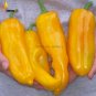 Fresh Giant Marconi Sweet Peppers Vegetables 100 Seeds hybrid red green yellow colors