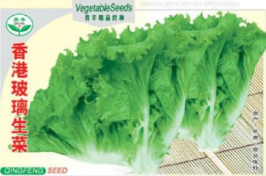 Fresh Hongkong Ice Berg Lettuce Seeds 5g Seeds Green Romaine Lettuce Green Vegetables
