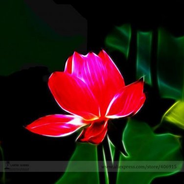 Fresh Heirloom Super Red Nelumbo Nucifera Lotus Flower Seeds 1 Seed / Pack