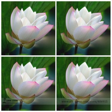 Fresh White Nelumbo Nucifera Red Top Lotus Flower Seeds 1 Seeds Light Fragrant Flower