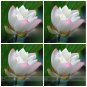 Fresh White Nelumbo Nucifera Red Top Lotus Flower Seeds 1 Seeds Light Fragrant Flower