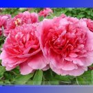 Fresh Rui Yue Jing Double Pink Peony Fragrant Flower Seeds. 5 Seeds