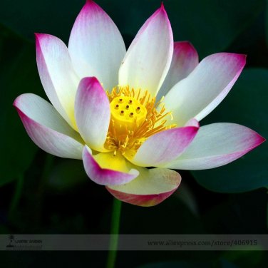 Fresh New Wild White Red Lotus Flower Seeds 1 Seed / Pack E Z to Grow Perennial Pond