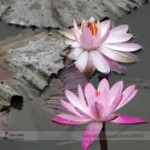 Fresh Office Desk Small Pink Water Lily Seeds 1 Seed / Pack Interesting Desk
