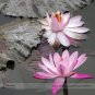 Fresh Office Desk Small Pink Water Lily Seeds 1 Seed / Pack Interesting Desk