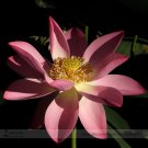 Fresh New Blood Red Indonesia Lotus Flower Seeds 1 Seed / Pack Cool Nelumbo Nucifera