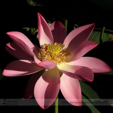 Fresh New Blood Red Indonesia Lotus Flower Seeds 1 Seed / Pack Cool Nelumbo Nucifera