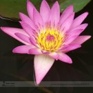 Fresh Red American Water Lily the Madonna Flower Seeds 1 Seeds Nymphaea Live Seed