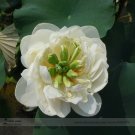 Fresh Fragrant White Wrinkled Nelumbo Nucifera Lotus Seeds 1 Seed / Pack Lotus