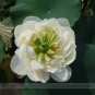 Fresh Fragrant White Wrinkled Nelumbo Nucifera Lotus Seeds 1 Seed / Pack Lotus