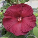Fresh Deep Red Hibiscus Seeds 20 Seeds The Darkest Most Velvety Red Ever Flower
