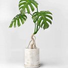 Fresh 100pcs Monstera obliqua Seeds Flower Pot Plants Decor Pot Garden Turtle