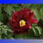 Fresh  Wu Jin Yao Hui Dark Purple Strong Fragrant Peony Flower Seeds 5 Seeds/Pack