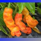 Fresh Orange Peter Penis Chili Pepper Seeds 10 Seeds/Pack Edible Landscape