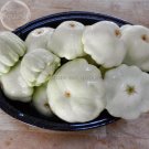 Fresh Summer Squash White Patty Pan Scallop 5 Seeds ornamental vegetables edible