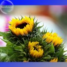 Fresh Heirloom Tarahumara Sunflower Seeds 20 Seeds great survival seeds