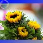 Fresh Heirloom Tarahumara Sunflower Seeds 20 Seeds great survival seeds