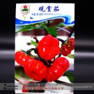 Fresh Solnum hybrida Red Ornamental Egg Seeds Original Pack 30 Seeds / Pack E3428