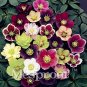 Fresh Hellebore (Christmas Rose) Helleborus Niger Seeds Mixed
