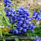 Fresh Blue Flower Goddess Lily of the valley Convallaria majalis Flower Seeds 50 Seeds