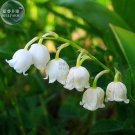 Fresh White Lily of the Valley Convallaria majalis Flower Seeds 50 Seeds/Pack