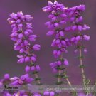 Fresh Convallaria majalis Lily of the valley Flower Seeds 50 Seeds/Pack