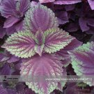 Fresh Heirloom Purple Perillaseeds 100 Seeds / Pack Refreshing Herbs
