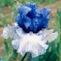 Fresh Iris Flowers White Blue Damask Seeds