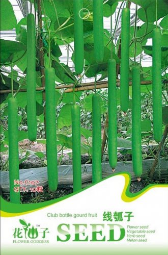 Fresh Green Long Bottle Gourd Seeds 10 Seeds/Pack Edible Gourds Vegetables