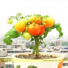 Fresh Middle Dwarf Yellow Tomato Seeds 100 Seeds/Pack Interesting Tasty Tomato
