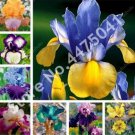 Fresh Aquatic Iris Flower Mixed Seeds