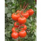 Fresh Chinese Red Truss Tomato Middle sized Juicy Storage durability Tomato Seeds 20