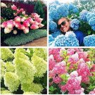 Fresh Hydrangea Paniculata Vanilla Fraise Series Mixed Seeds
