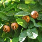 Fresh 100PCS Showy Medlar Mespilus Germanica Seeds