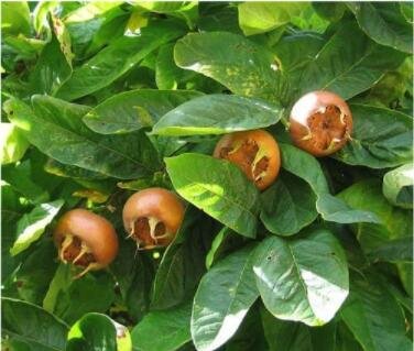 Fresh 100PCS Showy Medlar Mespilus Germanica Seeds